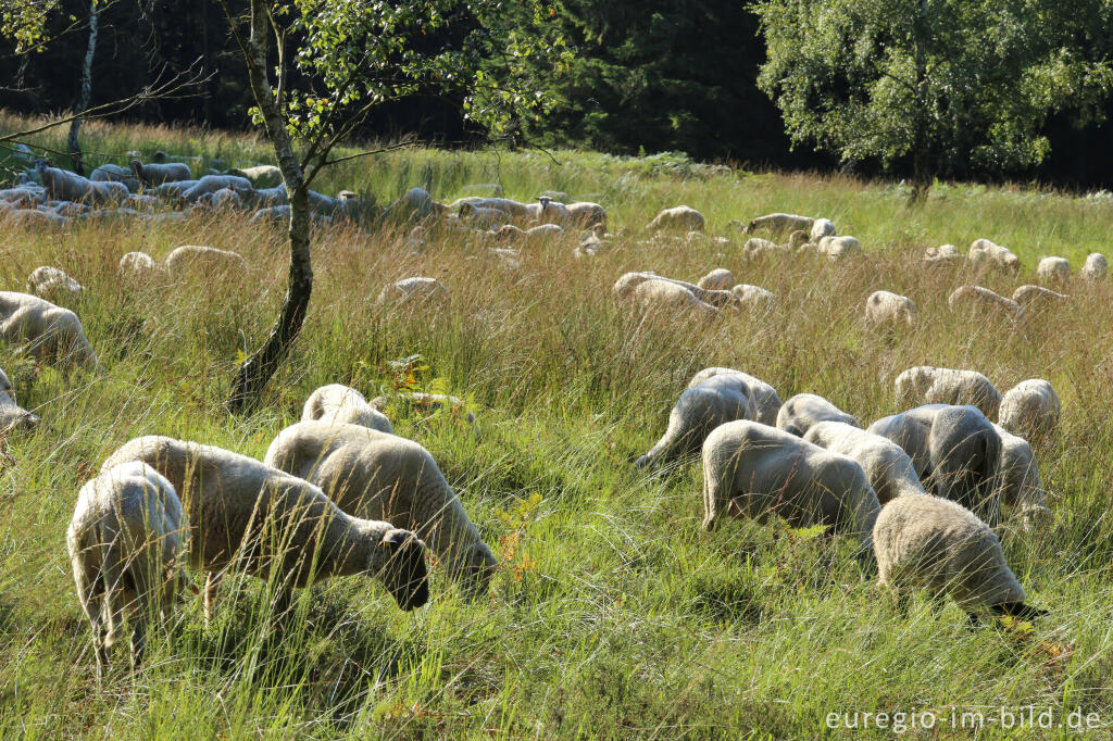 Detailansicht von Schafe auf dem Struffelt