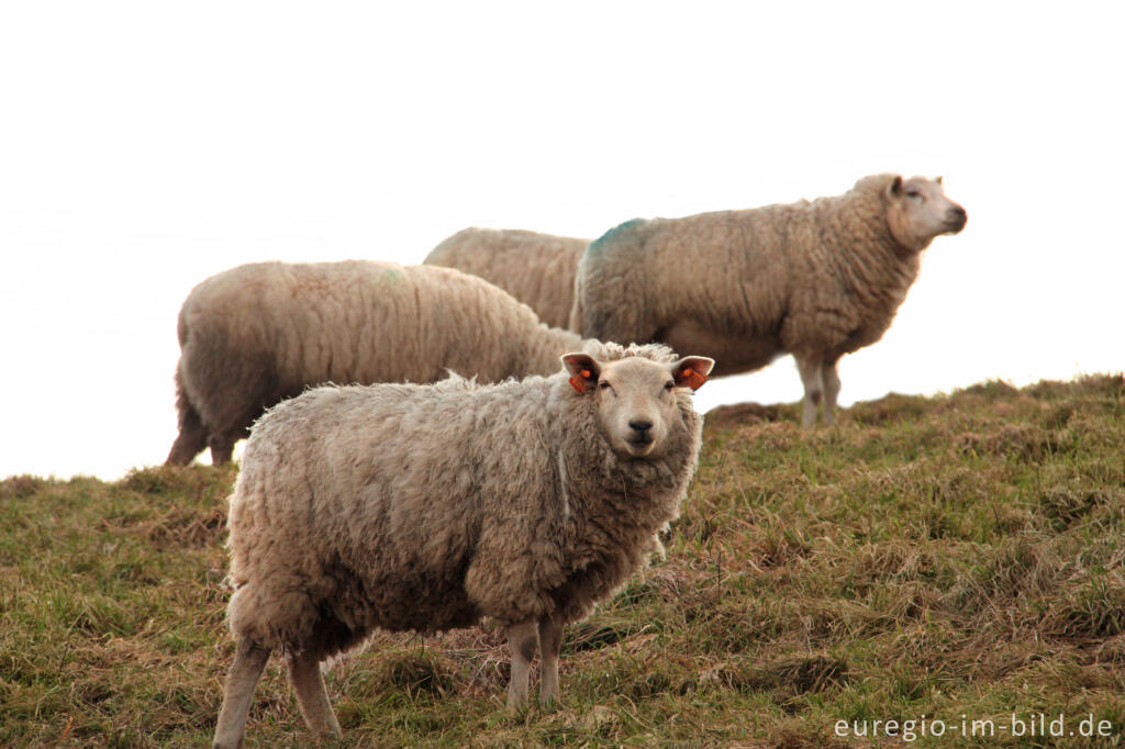 Schafe bei Sippenaeken im Geultal, Belgien