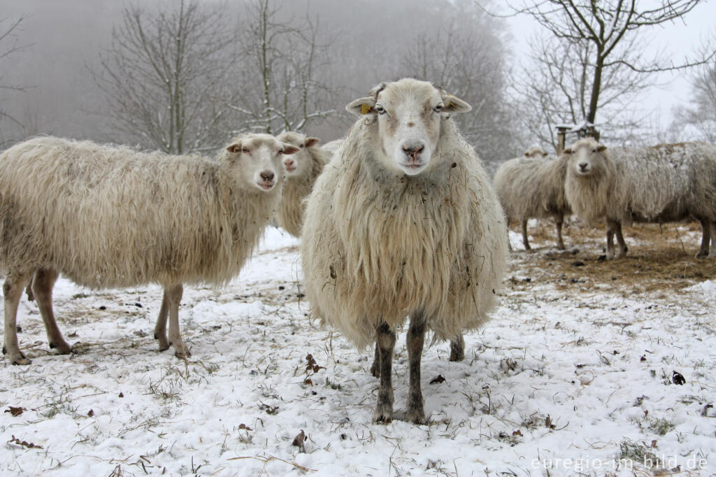 Detailansicht von Schafe im Winter