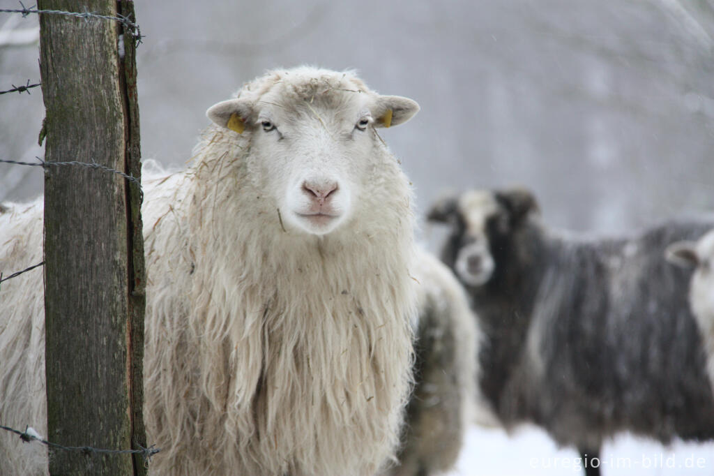 Detailansicht von Schafe im Winter