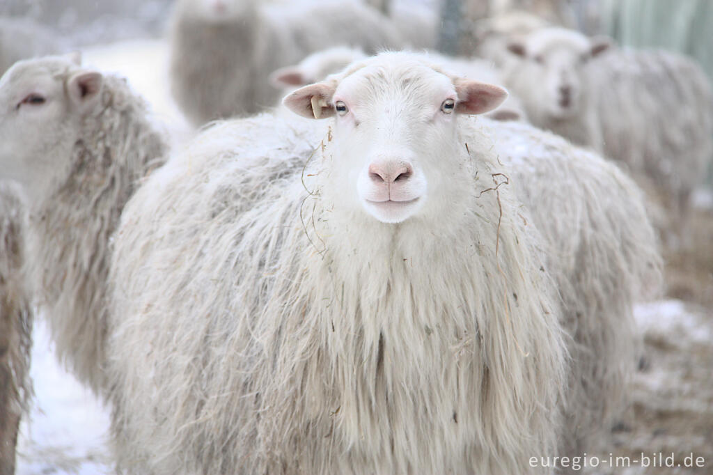 Detailansicht von Schafe im Winter