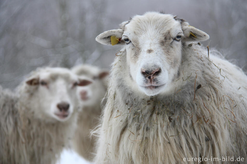 Detailansicht von Schafe im Winter