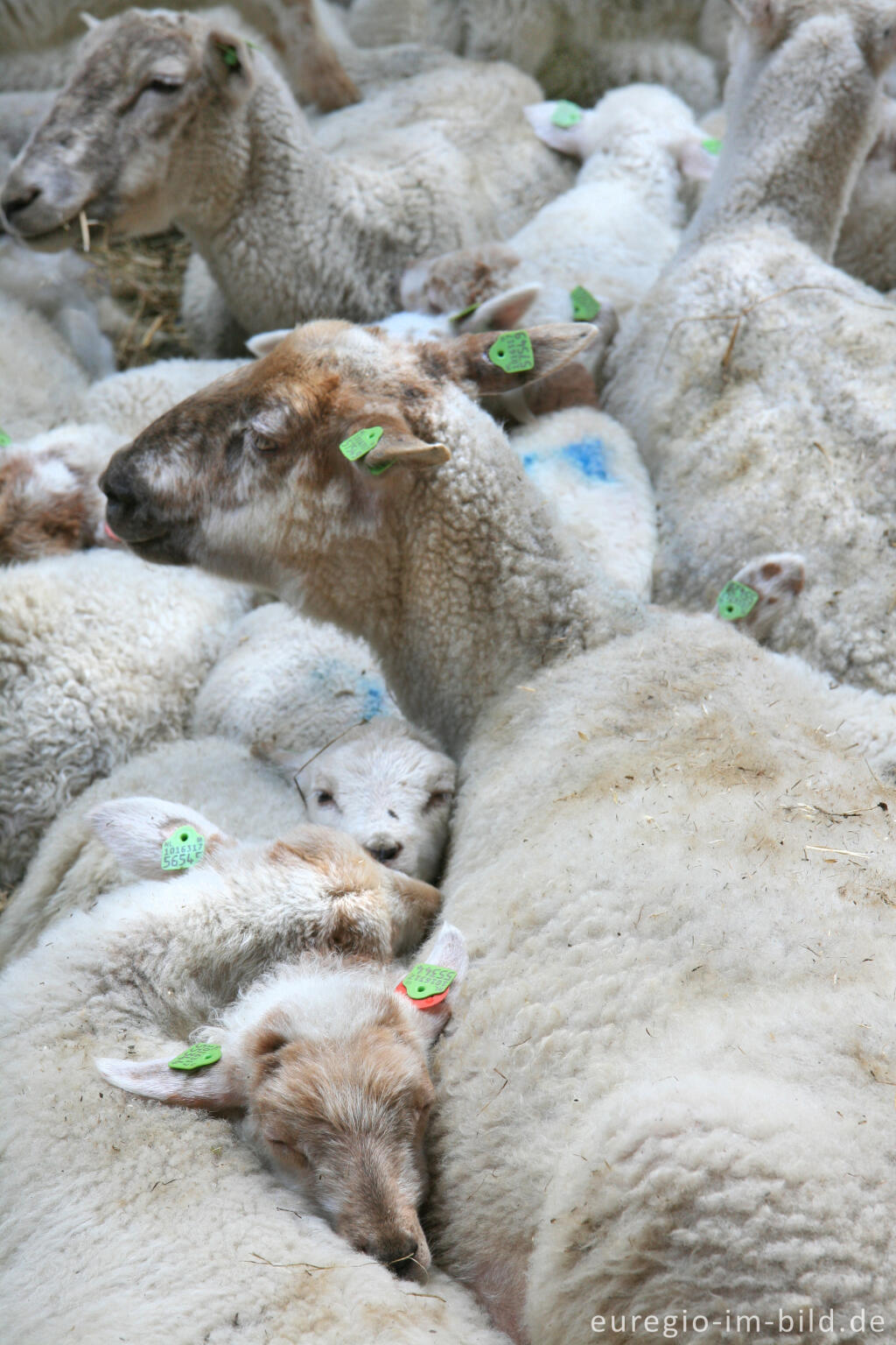 Detailansicht von Schafe lieben´s knuffelig! Schäferei "Schaapskooi Mergelland"