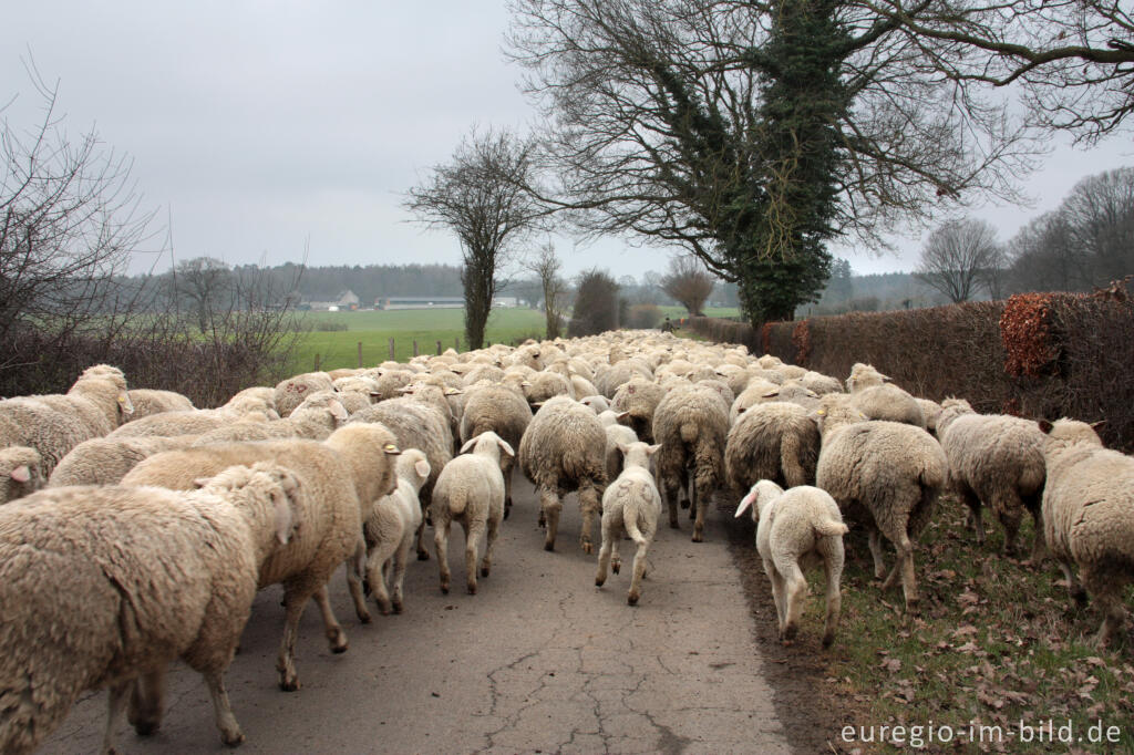 Detailansicht von Schafherde in der Voreifel