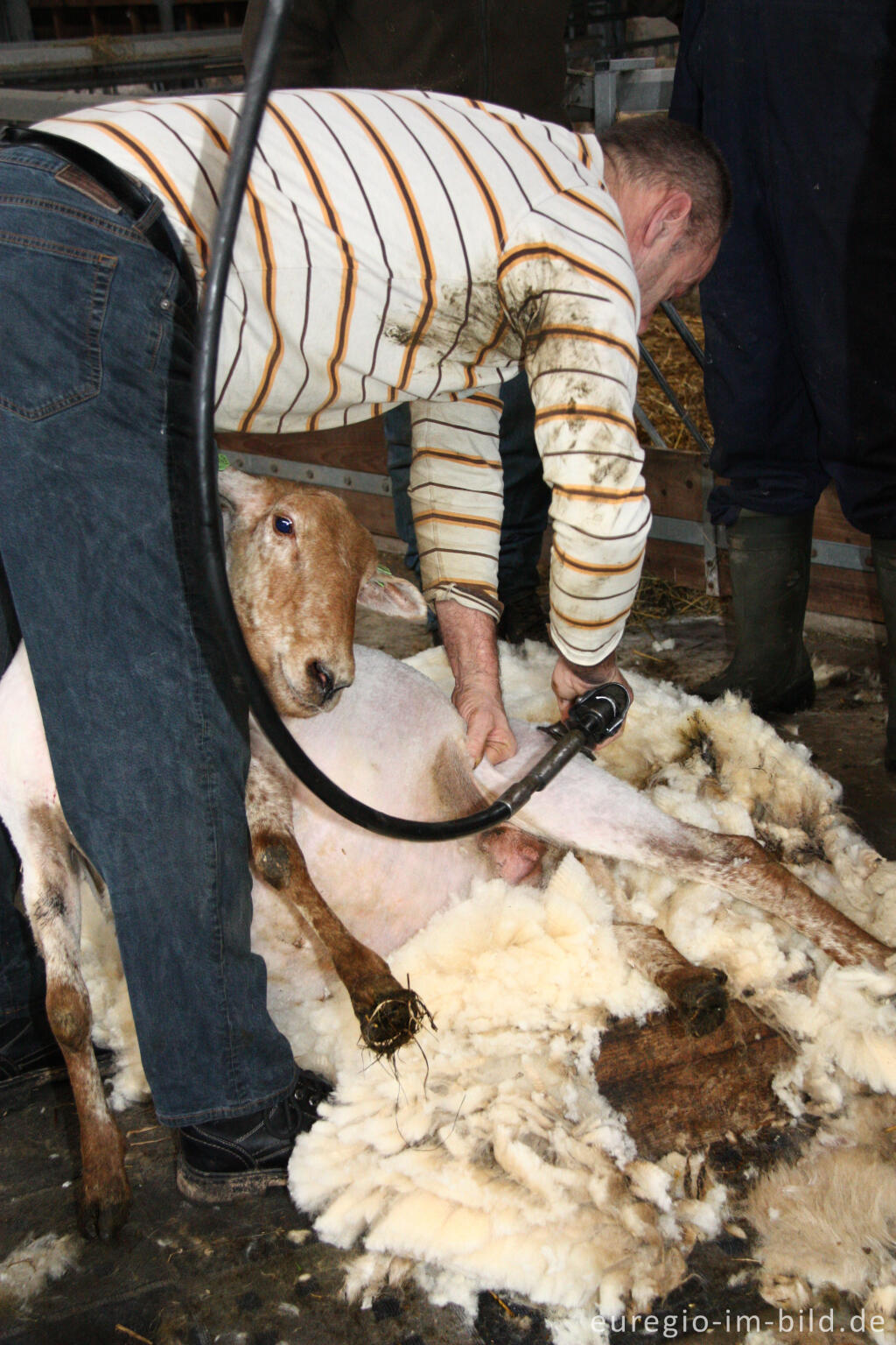 Detailansicht von Schafschur in der Schäferei Schaapskooi Mergelland