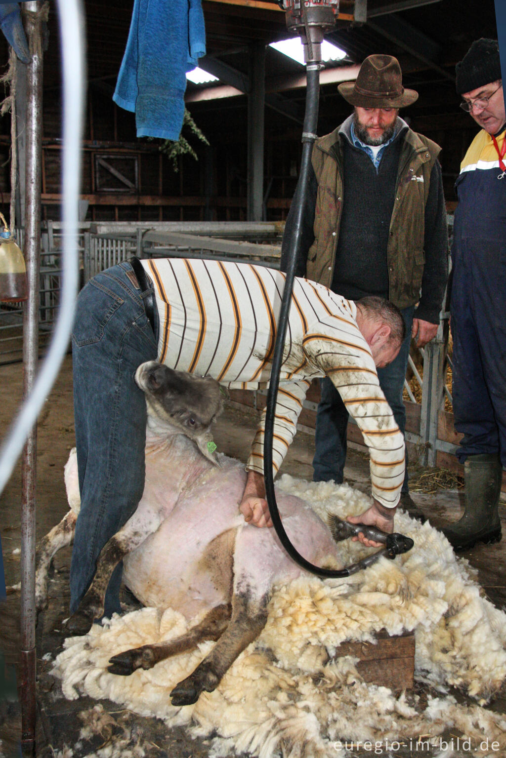 Detailansicht von Schafschur in der Schäferei Schaapskooi Mergelland