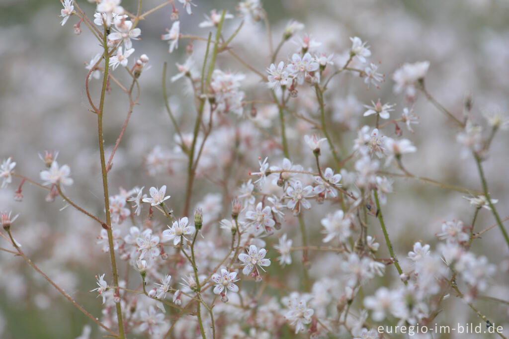 Detailansicht von Schatten-Steinbrechs, Saxifraga urbium