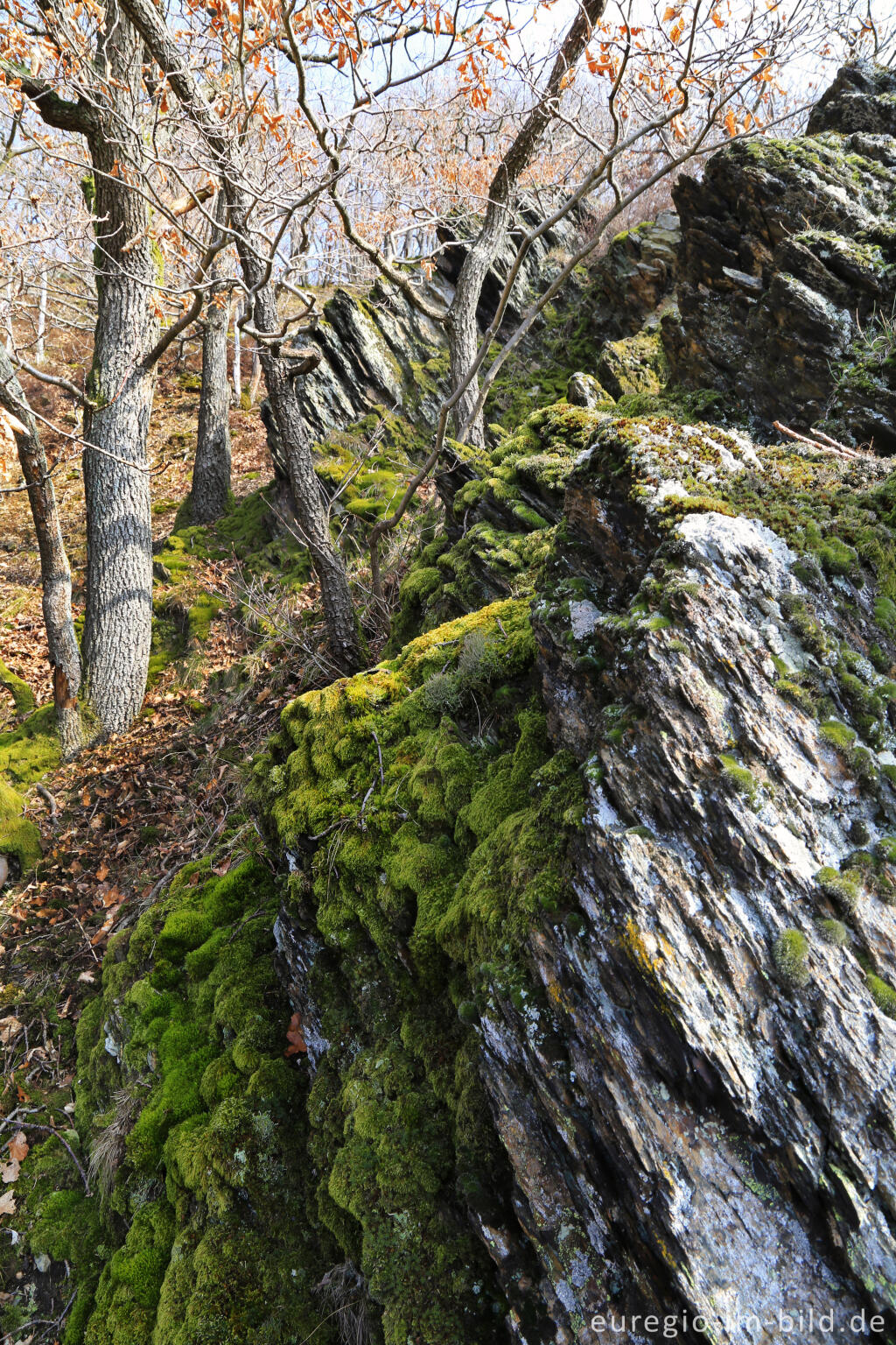 Detailansicht von Schieferfelsen auf dem Meuchelberg