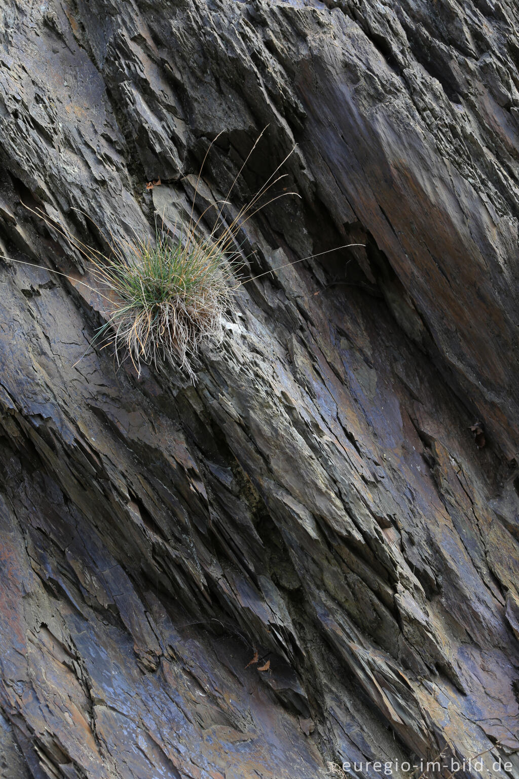 Detailansicht von Schieferfelsen auf dem Meuchelberg