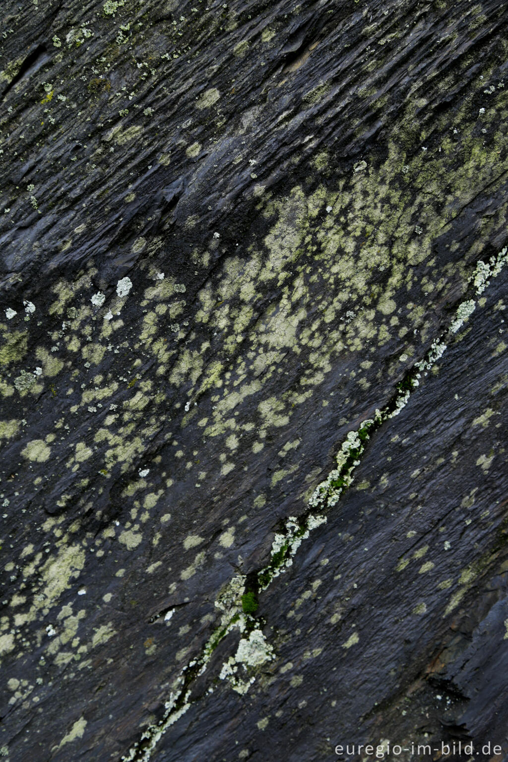 Detailansicht von Schieferfelsen im mittleren Ahrtal