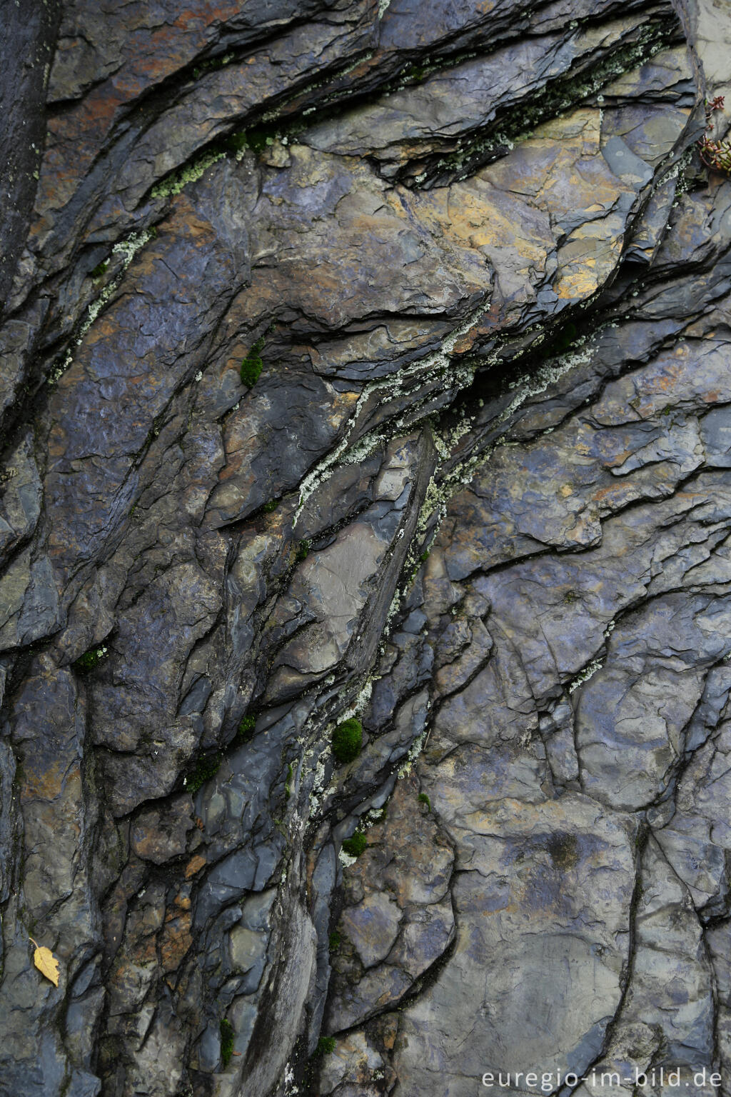 Detailansicht von Schieferfelsen im mittleren Ahrtal