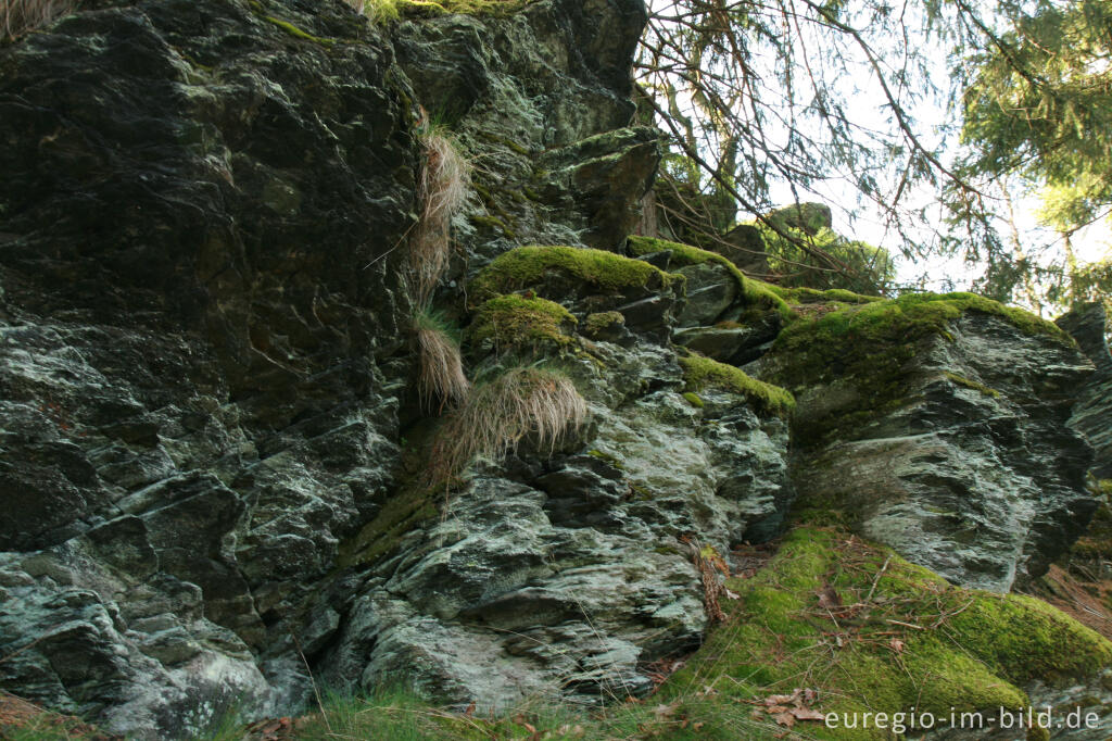 Detailansicht von Schieferfelsen oder Ley, Eifelsteig, 3. Etappe