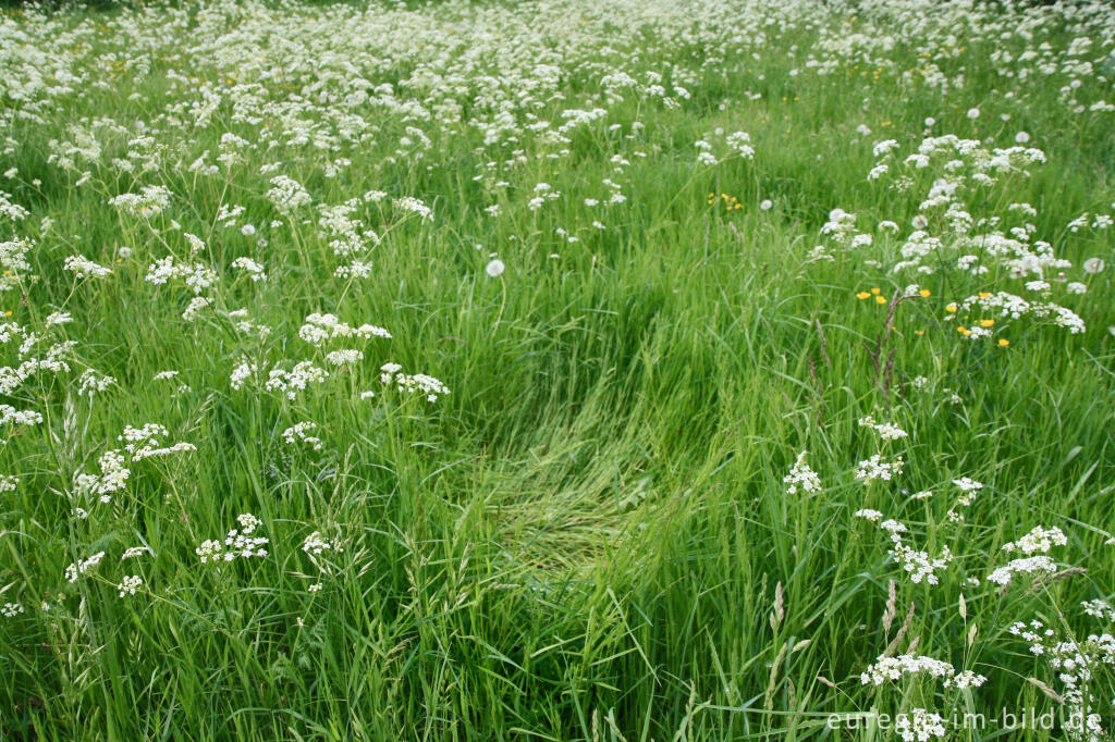 Detailansicht von Schlafplatz eines Tieres in einer Wiese, NSG Mönchsfelsen, Hahn bei Walheim