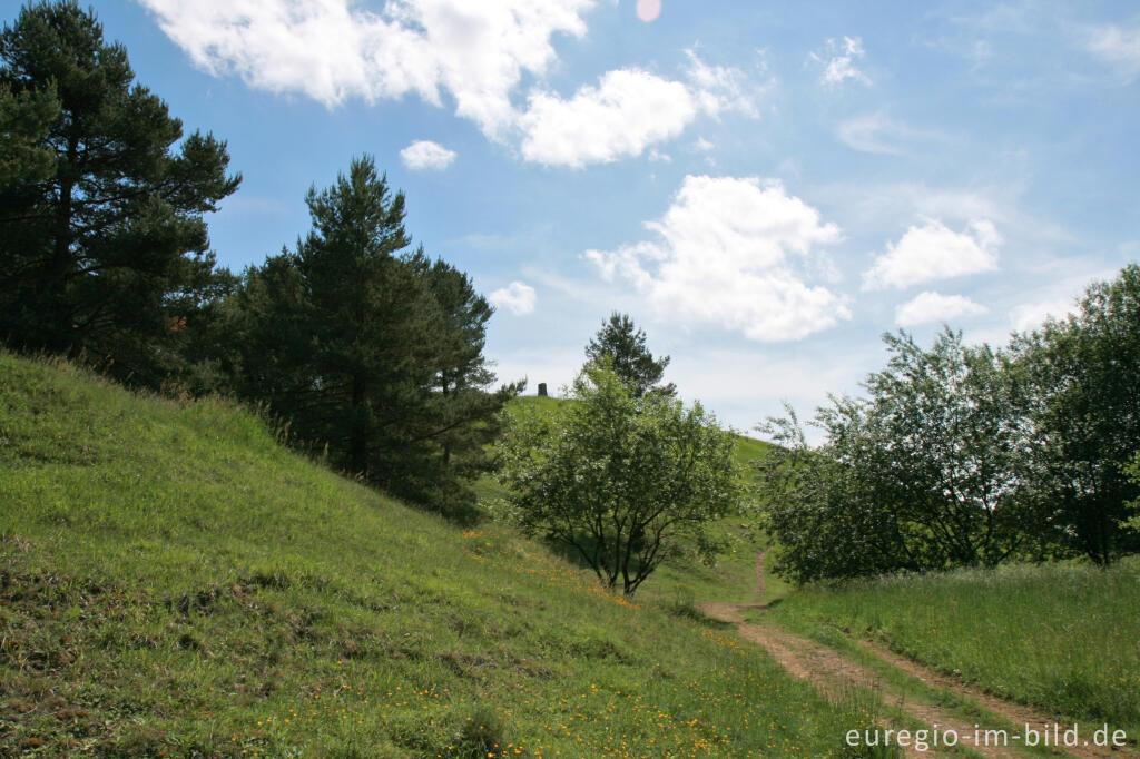 Detailansicht von Schlangenberg bei Breinigerheide, Nordeifel