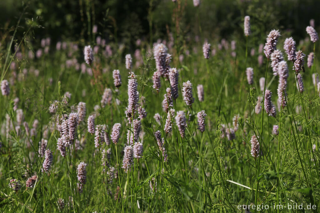 Detailansicht von Schlangenknöterich, Polygonum bistorta, im Heilkräutergarten Herba Sana