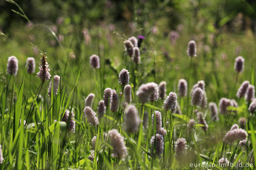 Detailansicht von Schlangenknöterich, Polygonum bistorta, im Heilkräutergarten Herba Sana