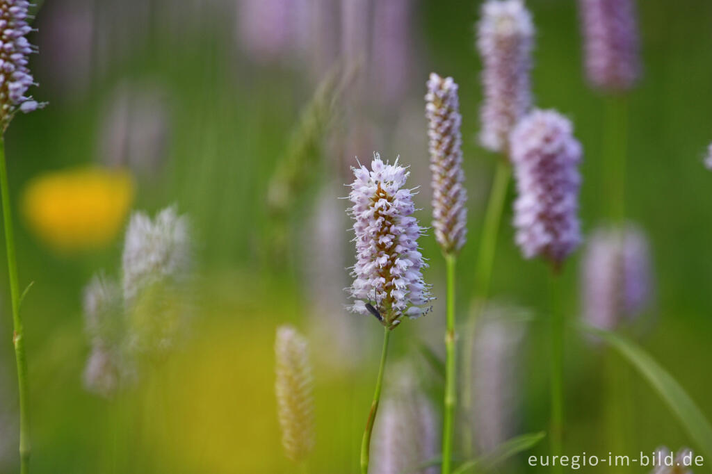 Detailansicht von Schlangenknöterich, Polygonum bistorta