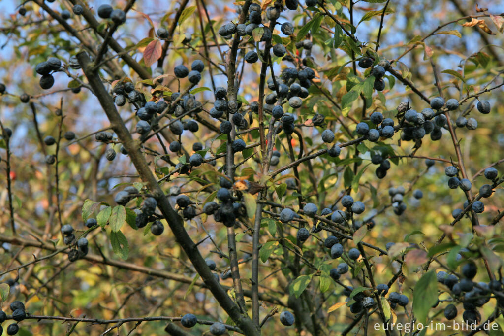 Detailansicht von Schlehe, Früchte, Prunus spinosa