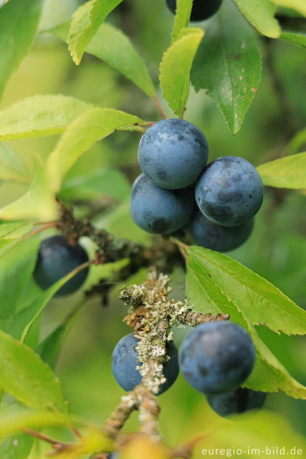 Detailansicht von Schlehen,  Prunus spinosa, im Oktober