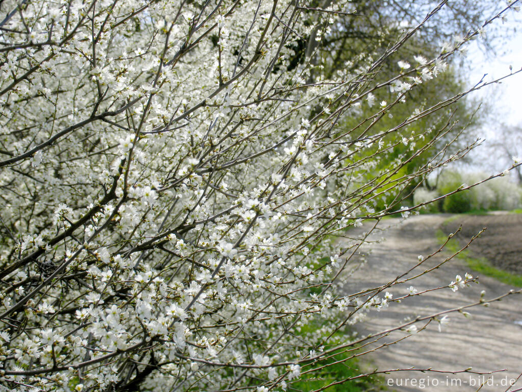 Detailansicht von Schlehenblüte am Weißen Weg bei Haus Heyden, Aachen-Horbach