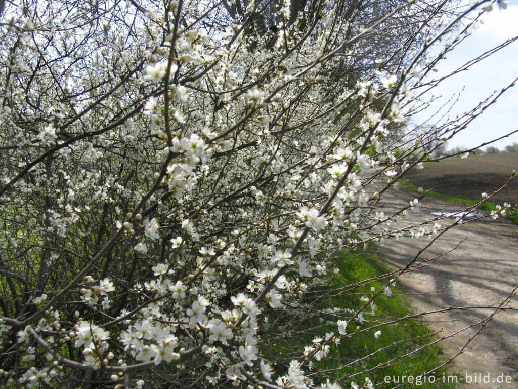 Detailansicht von Schlehenblüte am Weißen Weg bei Haus Heyden, Aachen-Horbach