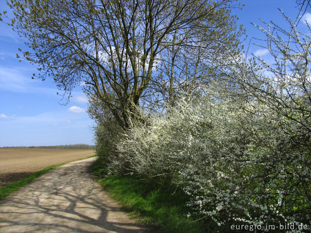 Detailansicht von Schlehenblüte am Weißen Weg bei Haus Heyden, Aachen-Horbach