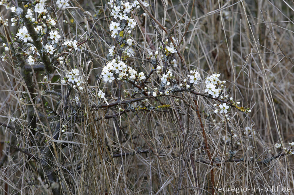 Detailansicht von Schlehenblüte auf dem Bürvenicher Berg