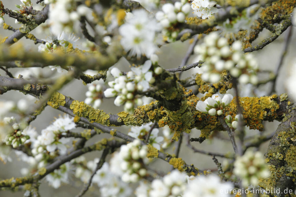 Detailansicht von Schlehenblüte auf dem Bürvenicher Berg