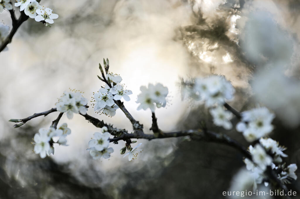 Detailansicht von Schlehenblüte auf dem Bürvenicher Berg