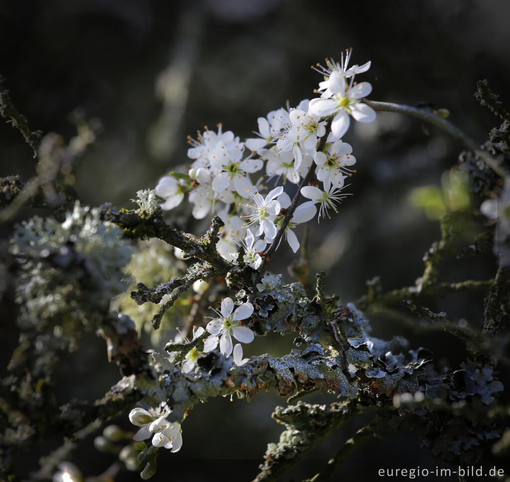 Detailansicht von Schlehenblüte auf dem Bürvenicher Berg