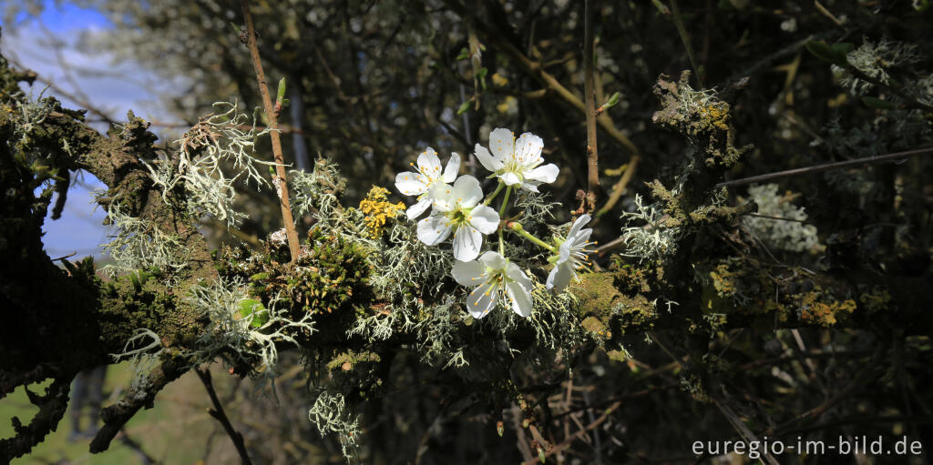 Detailansicht von Schlehenblüte mit Flechten