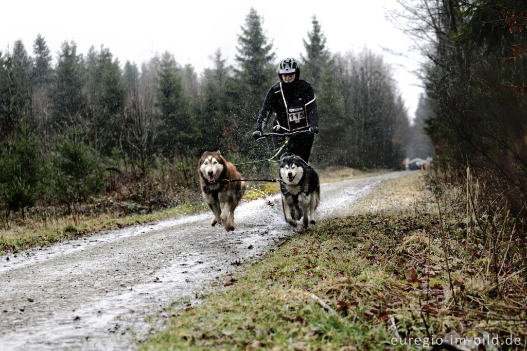 Detailansicht von Schlittenhunderennen beim Freizeitzentrum Tomberg, Rodt, Belgien