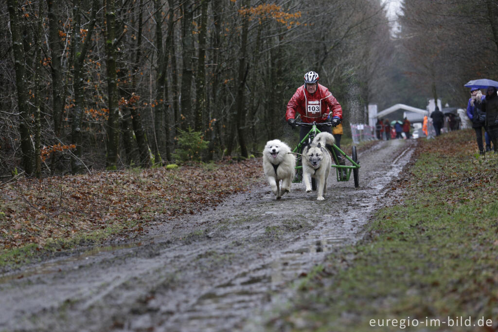 Detailansicht von Schlittenhunderennen beim Freizeitzentrum Tomberg, Rodt, Belgien