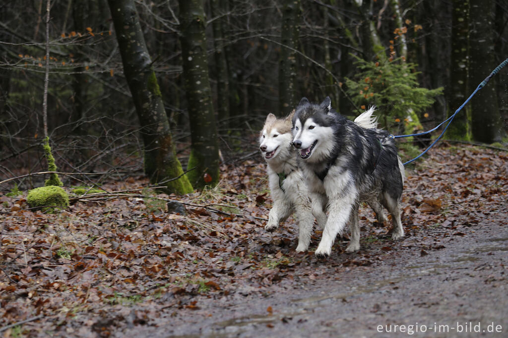 Detailansicht von Schlittenhunderennen beim Freizeitzentrum Tomberg, Rodt, Belgien