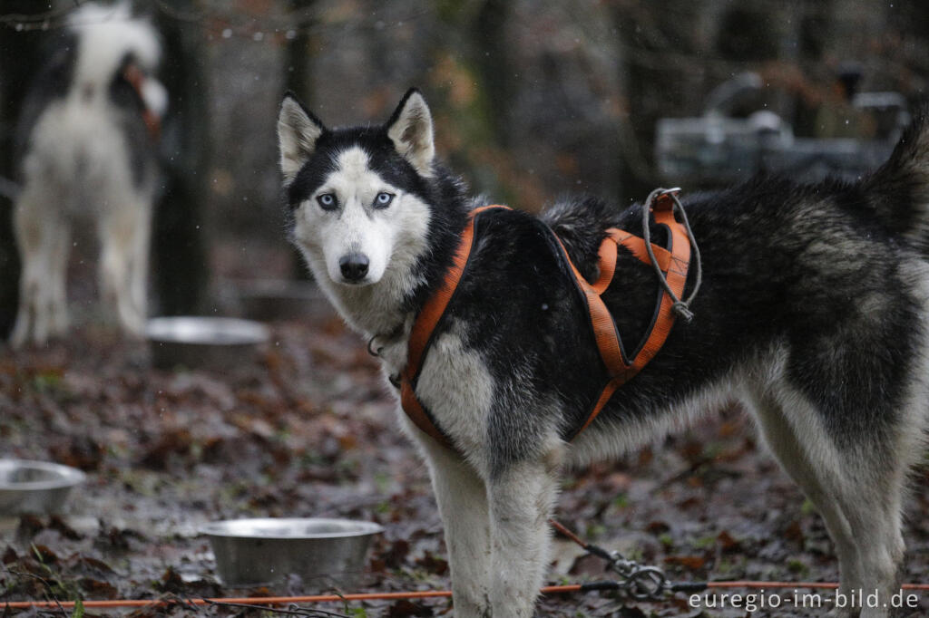 Detailansicht von Schlittenhunderennen beim Freizeitzentrum Tomberg, Rodt, Belgien