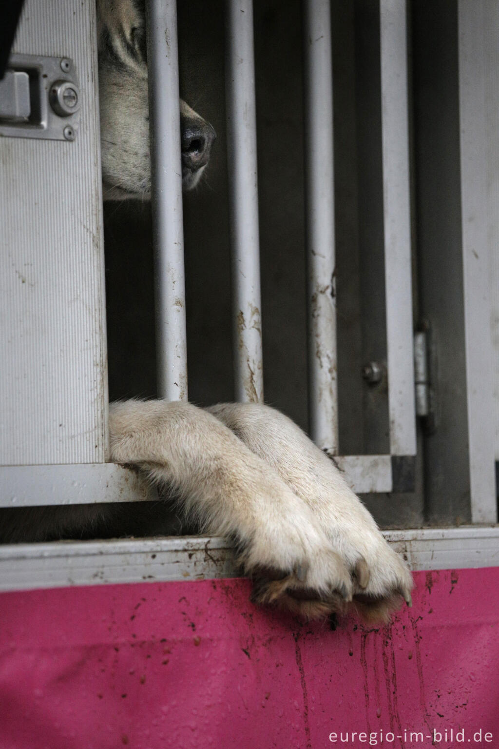 Detailansicht von Schlittenhunderennen beim Freizeitzentrum Tomberg, Rodt, Belgien