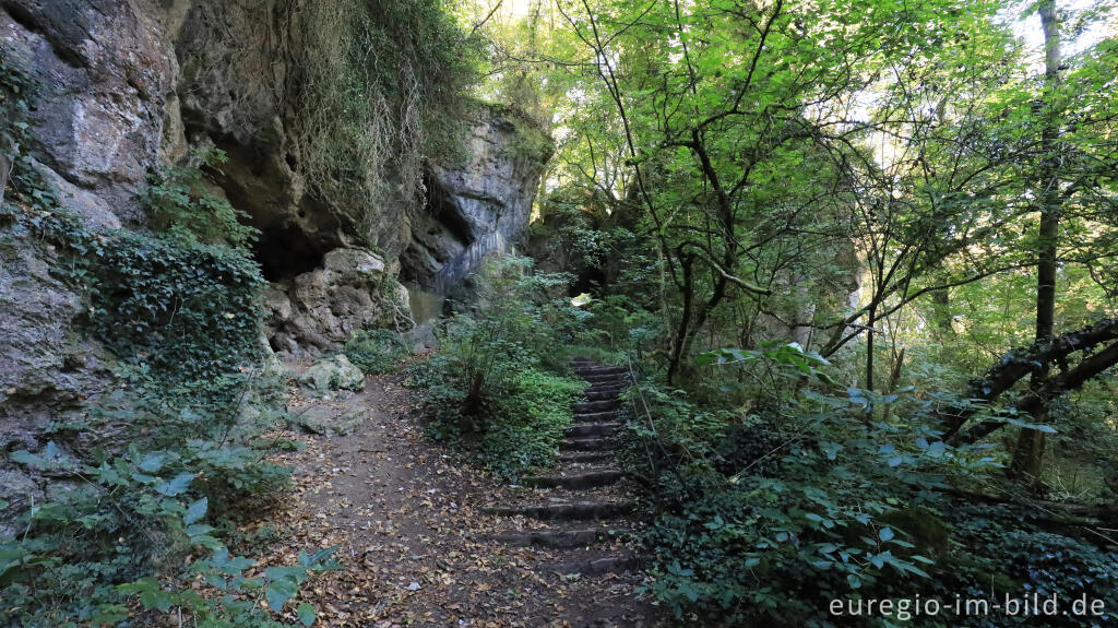 Detailansicht von Schluchtwald bei den KartsteinhÃ¶hlen, DreimÃ¼hlen (Gem. Mechernich), Eifel