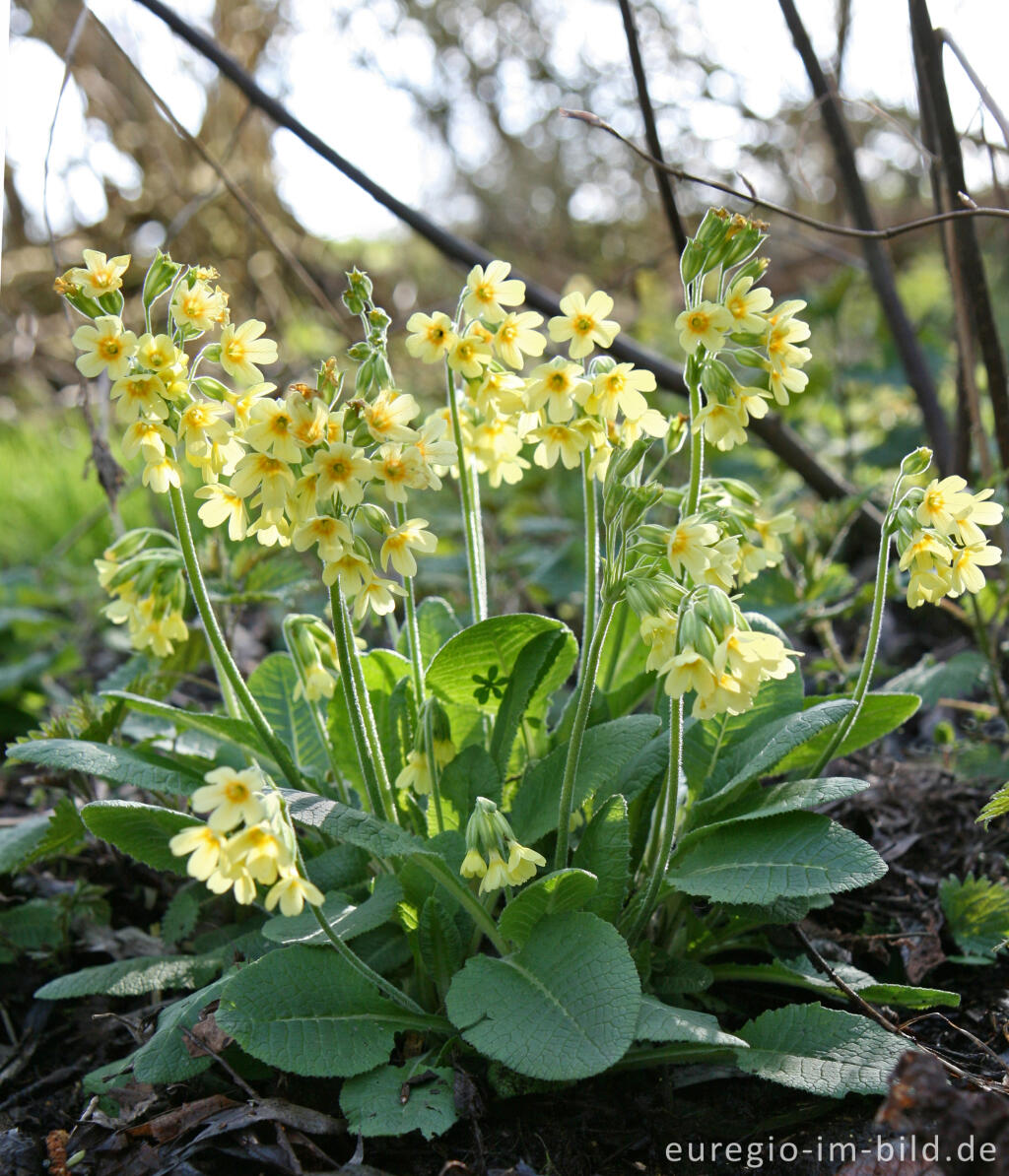 Schlüsselblume, Primula elatior, Park Gravenrode