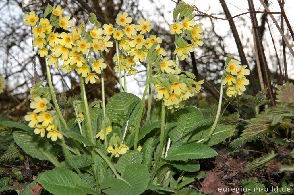 Detailansicht von Schlüsselblume, Primula elatior, Park Gravenrode