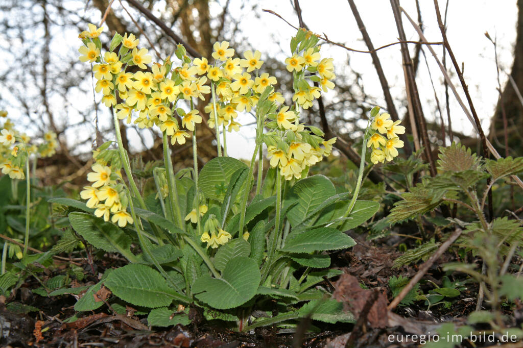 Detailansicht von Schlüsselblume, Primula elatior, Park Gravenrode