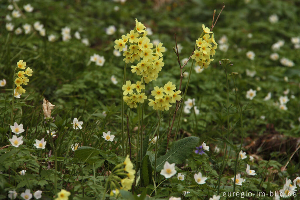 Detailansicht von Schlüsselblumen und Buschwindröschen im Hohnbachtal