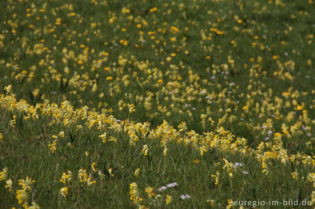 Detailansicht von Schlüsselblumenwiese (Echte Schlüsselblume, Primula veris) auf dem Auberg im NSG Gerolsteiner Dolomiten