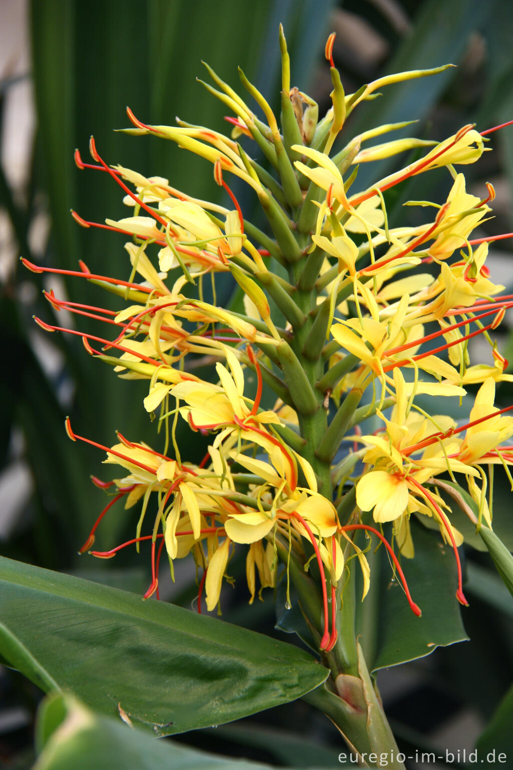 Schmetterlingsingwer, Hedychium gardnerianum, eine Pflanze für den Wintergarten