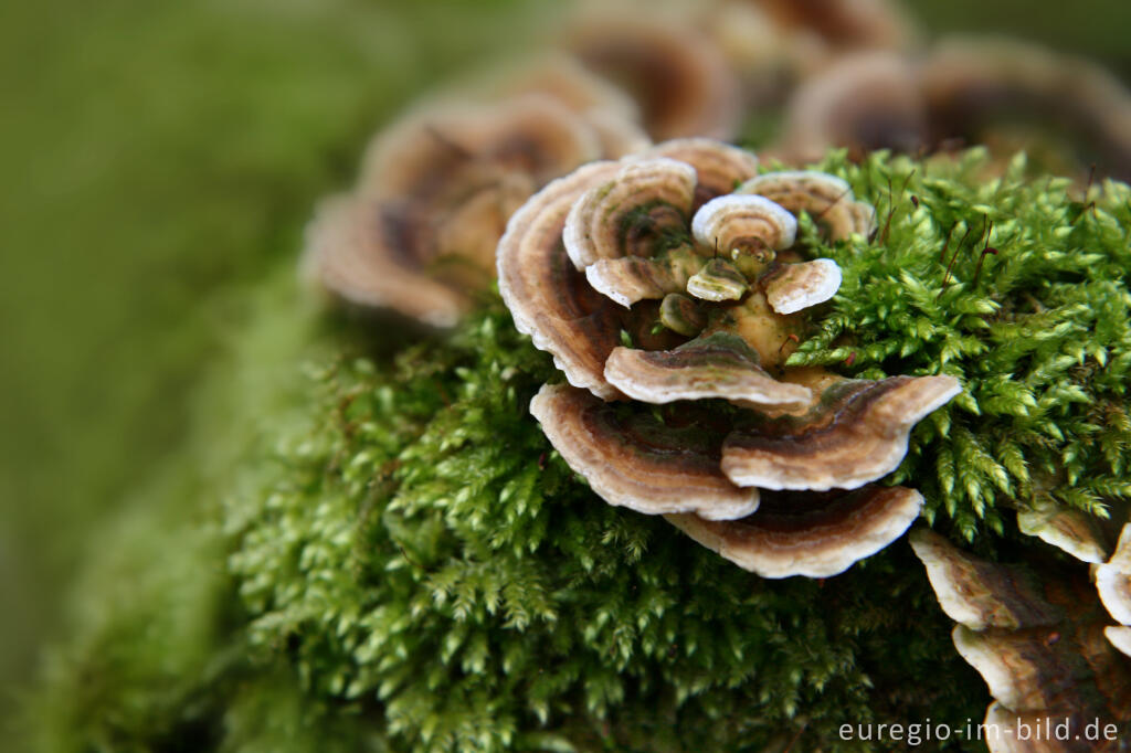 Detailansicht von Schmetterlingstramete, Trametes versicolor