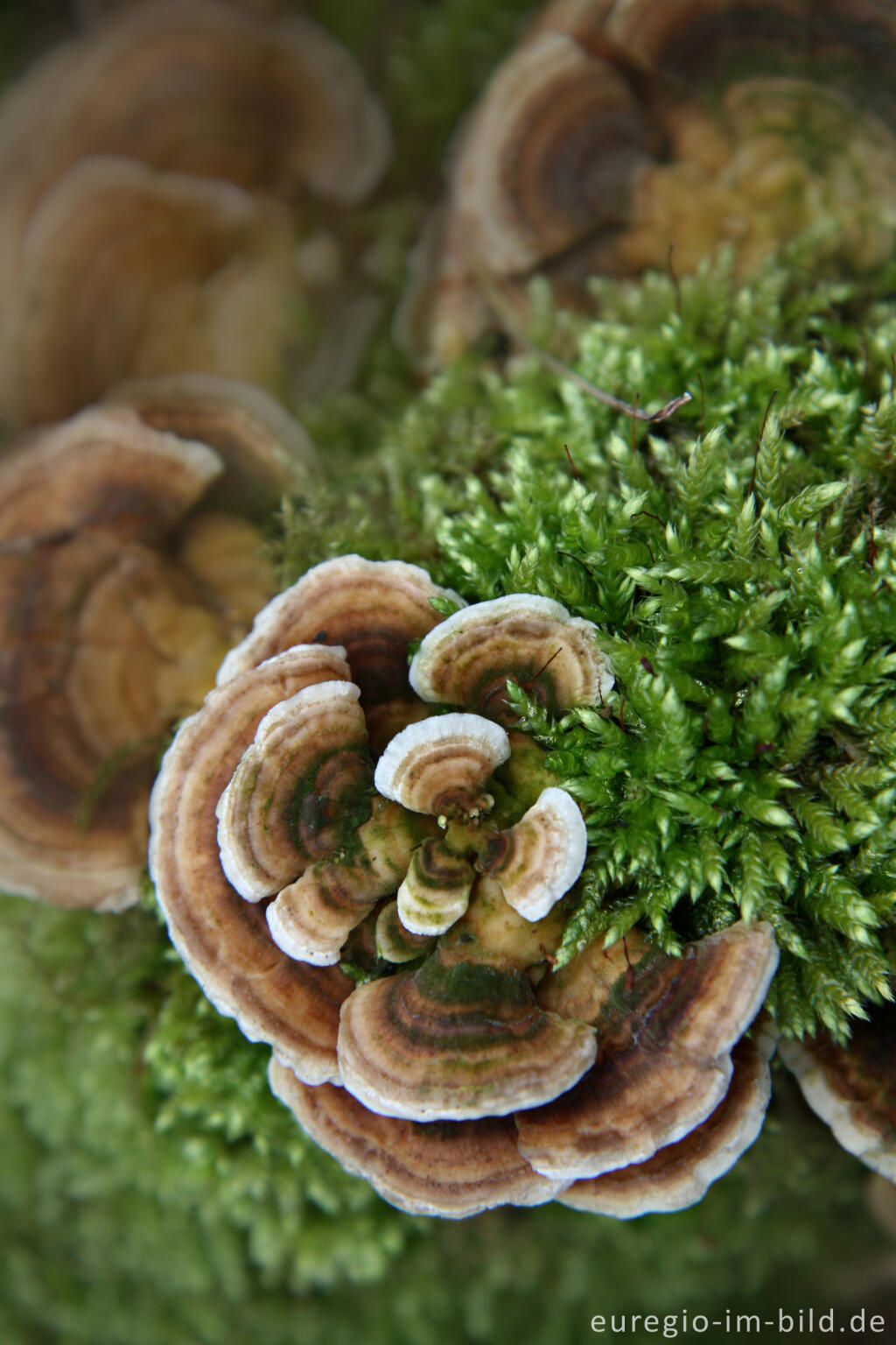 Detailansicht von Schmetterlingstramete, Trametes versicolor