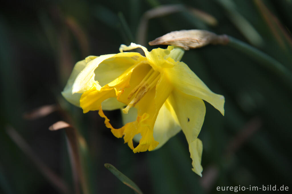 Detailansicht von Schneckenfraß an einer Narzissenblüte