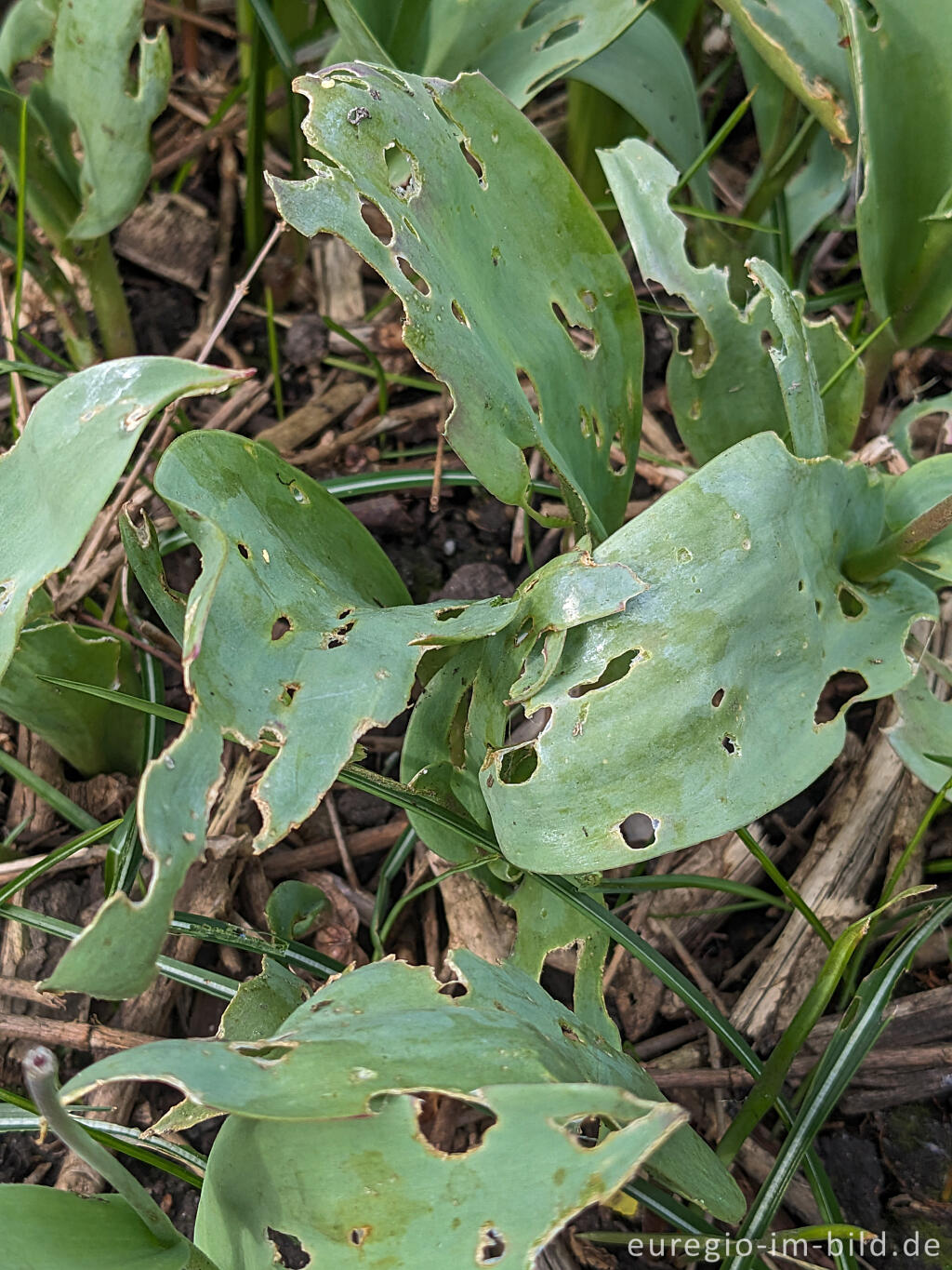 Detailansicht von Schneckenfraß an Tulpenblättern