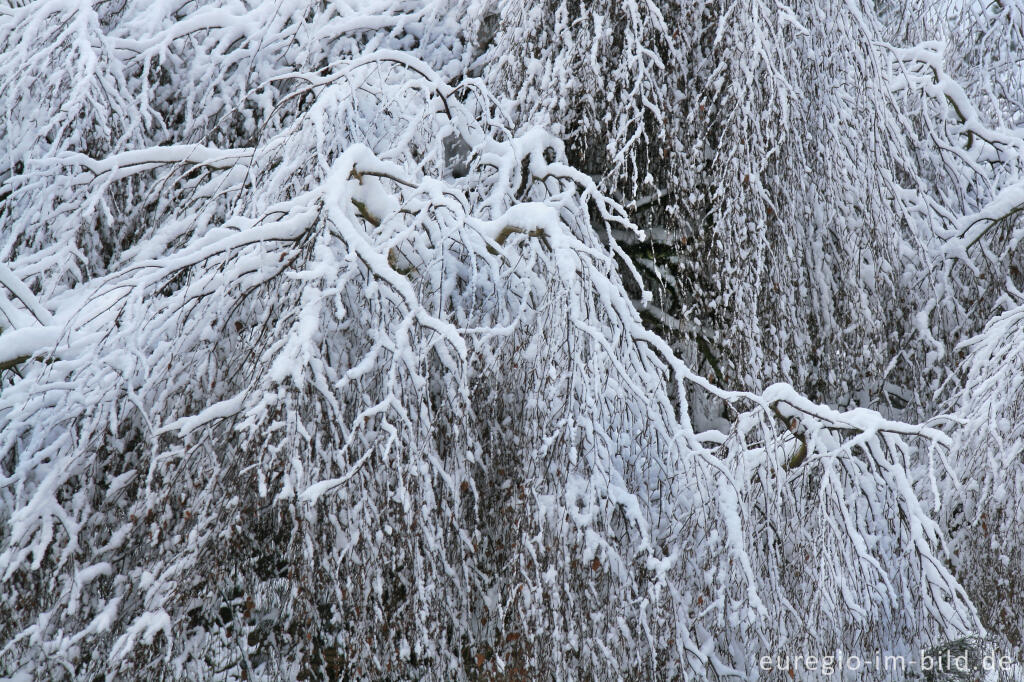 Detailansicht von Schnee auf Trauerbirke