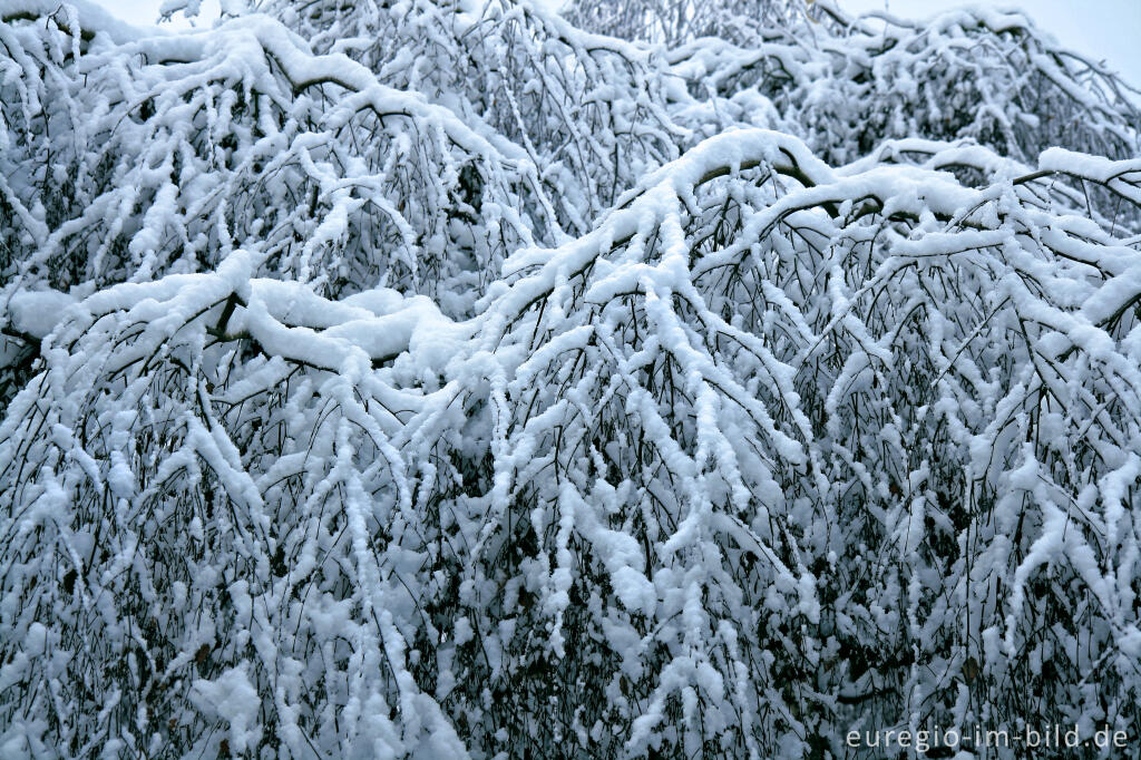 Detailansicht von Schnee auf Trauerbirke