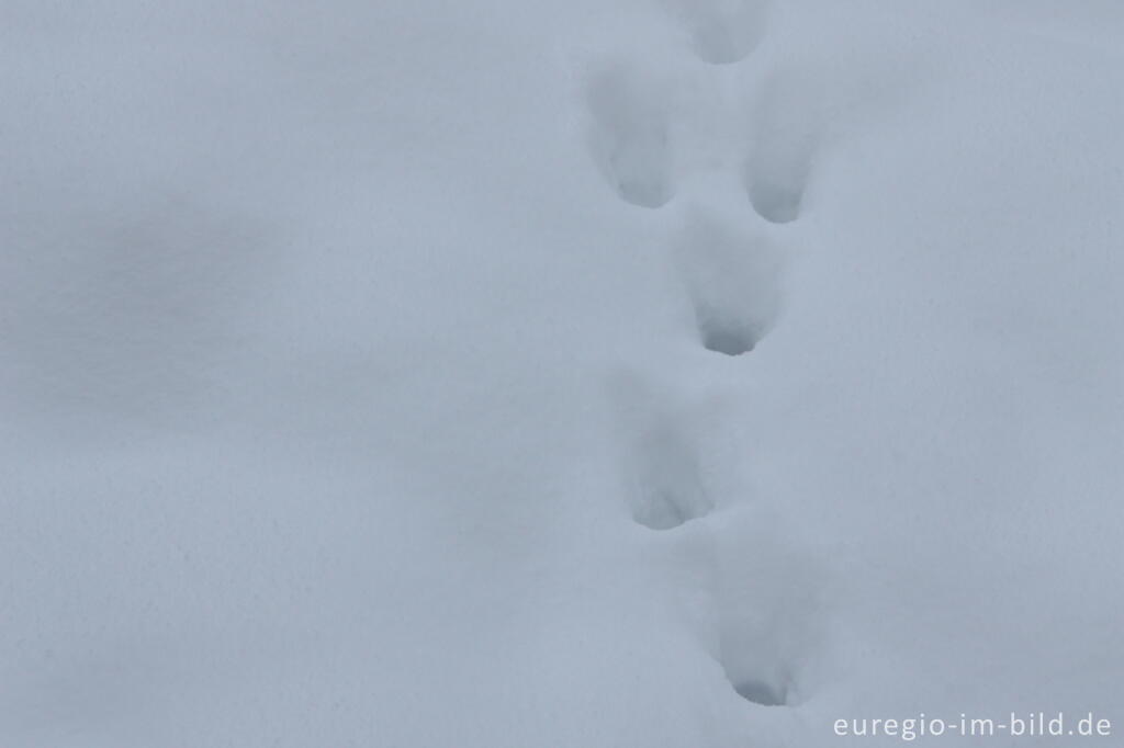 Detailansicht von Schnee, Belichtungskorrektur: 1 Stufe +, f 7,1 und 1/125s